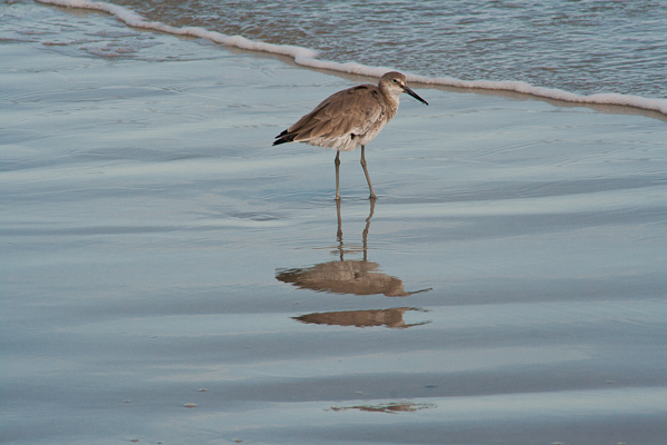 Willet on the beach (Florida)