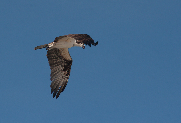 Osprey flying over the beach at Cape Canaveral (Florida)