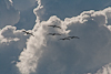 110905-1935 Soaring Brown Pelicans (Florida)