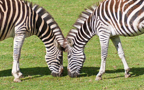 Chapman's Zebra (Equus quaggi chapmani)