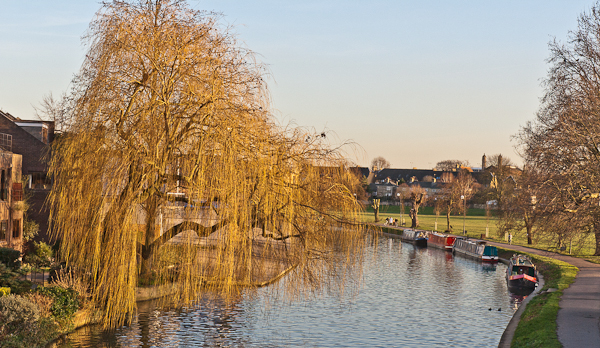 Weeping willow on the River Cam