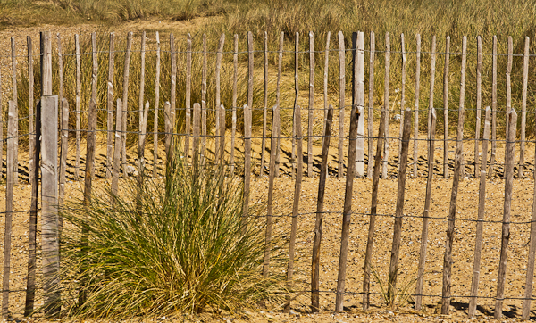 Marram Grass & fencing to prevent erosion at Walberswick beach