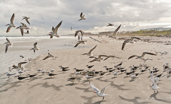 Skimmers and terns on Cape Canaveral beach (Florida)