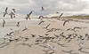 080104-3889 Skimmers and terns on Cape Canaveral beach (Florida)