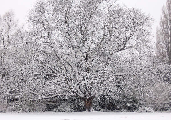 Snowy day on Christ's Pieces, Cambridge, UK