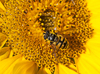 130904-5567 Hoverfly on a sunflower