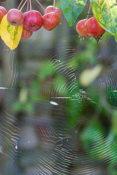 Spiderwebs on a crabapple tree