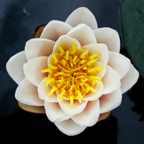 Waterlily in a garden pond