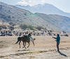 071104-3052 Kyrgyz rider picking up coins from the ground at the Barskoon