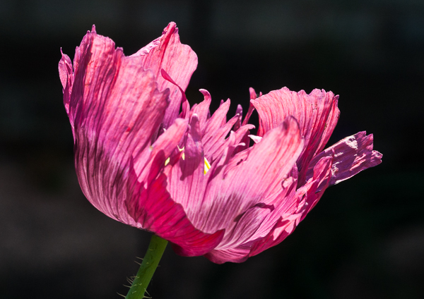 A garden variety of Opium Poppy