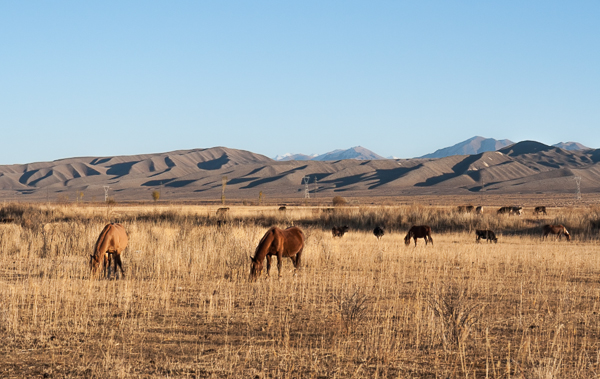 Horses and cattle grazing along the road to Barskoon