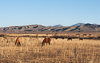 071101-2871 Horses and cattle grazing along the road to Barskoon