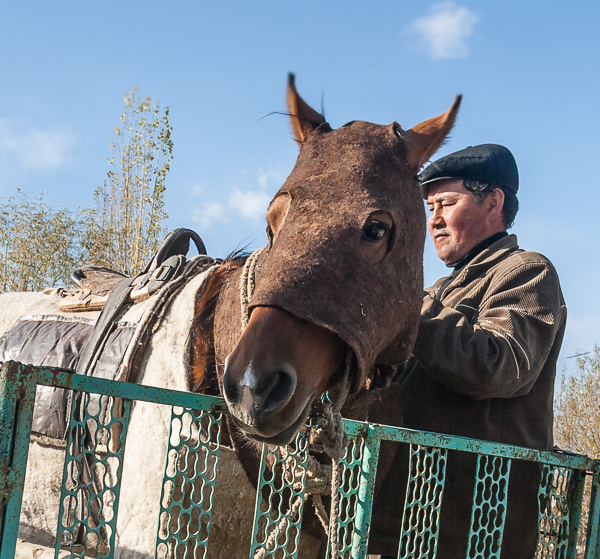 Owner making sure his horse gets home safely from Barskoon