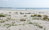 060915-1872 Erosion defenses on the beach at Cape Canaveral (Florida)