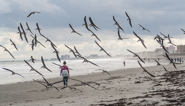 Black Skimmers and walker on the beach, Cape Canaveral