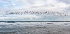 080104-3987 A flock of Black Skimmers flying above the waves, Florida