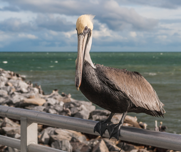 A Brown Pelican on the Jetty Park railing, Cape Canaveral