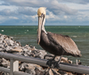 080104-4043 A Brown Pelican on the Jetty Park railing, Cape Canaveral