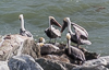 080104-4045 Brown Pelicans taking a break at Jetty Park, Cape Canaveral