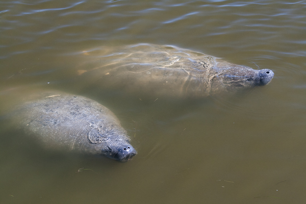 A pair of Florida manatees coming up for air, Haulover Canal