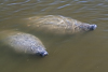 080913-5464 A pair of Florida manatees coming up for air, Haulover Canal