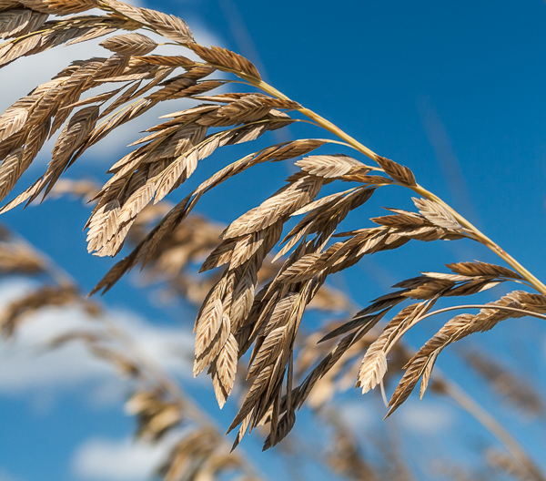 Sea Oats on the sand dunes at Cape Canaveral