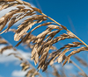 100920-8574 Sea Oats on the sand dunes at Cape Canaveral