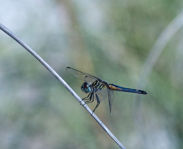Blue Dasher Dragonfly, on the dunes, Cape Canaveral, Florida
