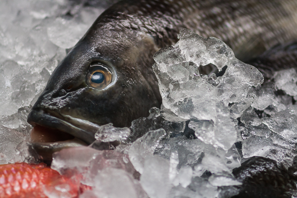 Fish in ice at Seafood Atlantic Market, Cape Canaveral, Florida