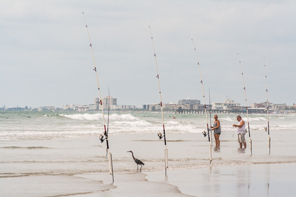 A Reddish Egret and humans fishing on the beach, Florida