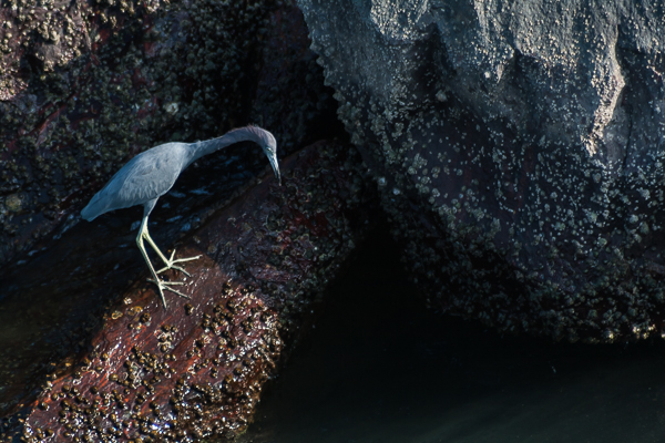 Little Blue Heron on the rock groyne at Jetty Park