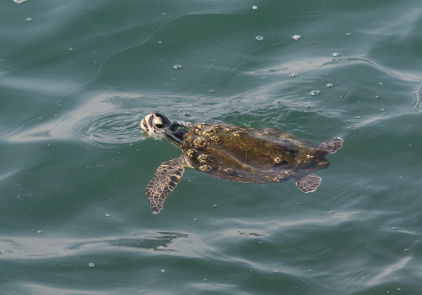 Young Sea Turtle viewed from the pier at Jetty Park, Florida