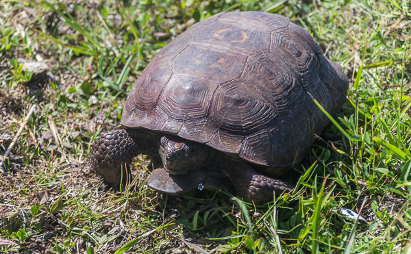 Gopher Tortoise near Playalinda Beach, Cape Canaveral