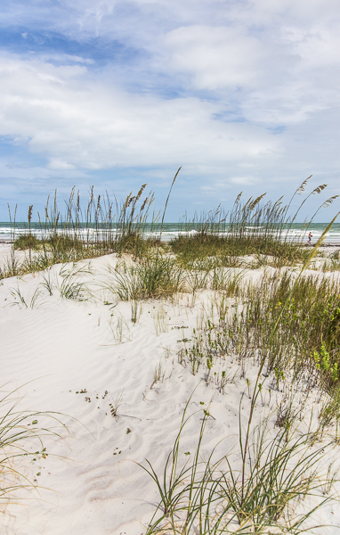 Sea Oats on the dunes (Uniola paniculata), Cape Canaveral