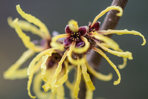 Garden Witch Hazel, Hamamelis x intermedia 'Pallida'