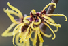 110116-9001 Garden Witch Hazel, Hamamelis x intermedia 'Pallida'