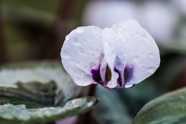 Cyclamen coum in a Cambridge garden