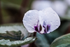 110211-9151 Cyclamen coum in a Cambridge garden