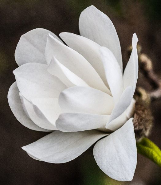 Magnolia stellata in a Cambridge garden, UK