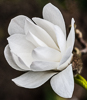 110327-9361 Magnolia stellata in a Cambridge garden, UK