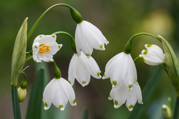 Summer Snowflake (Leucojum aestivum) in a Cambridge garden