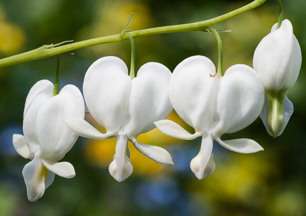 Bleeding Heart (Lamprocapnos spectabilis 'Alba') in Cambridge 