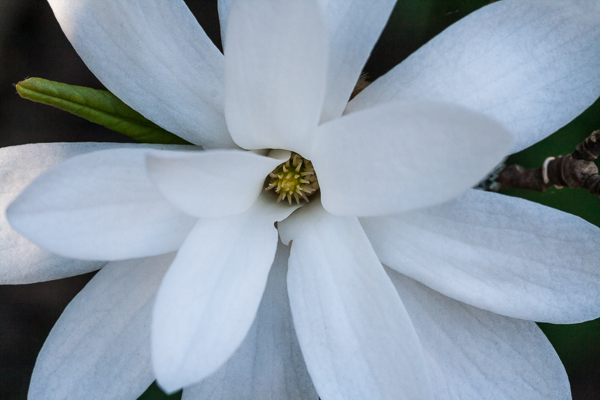 Magnolia stellata (Star Magnolia) in a Cambridge garden, UK