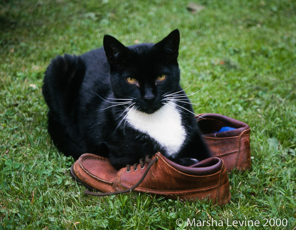 My cat, Beau, lying on my shoes, Waterbeach