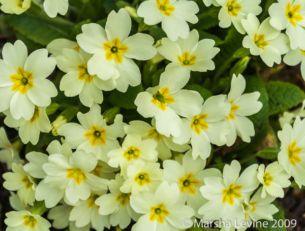 Primroses (Primula vulgaris) in a Cambridge garden.