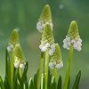 110212-9171 Grape Hyacinths, Muscari aucheri 'White Magic'