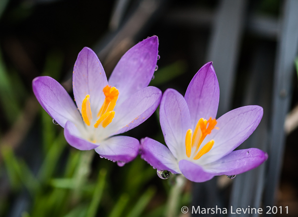 Crocus tommasinianus ('Barr's purple') in a Cambridge garden