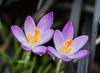 110224-9183 Crocus tommasinianus ('Barr's purple') in a Cambridge garden