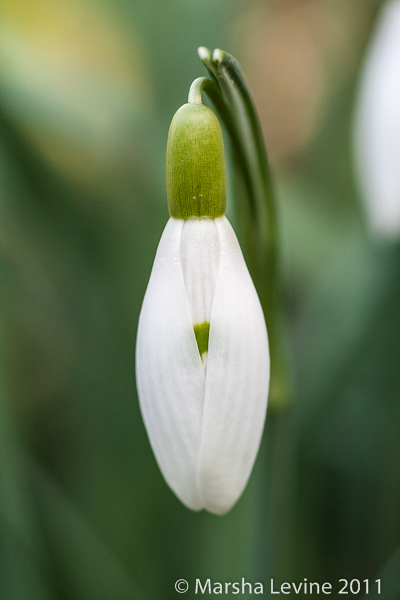 A Snowdrop (Galanthus sp) on the verge of opening