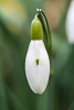 110304-9228 A Snowdrop (Galanthus sp) on the verge of opening